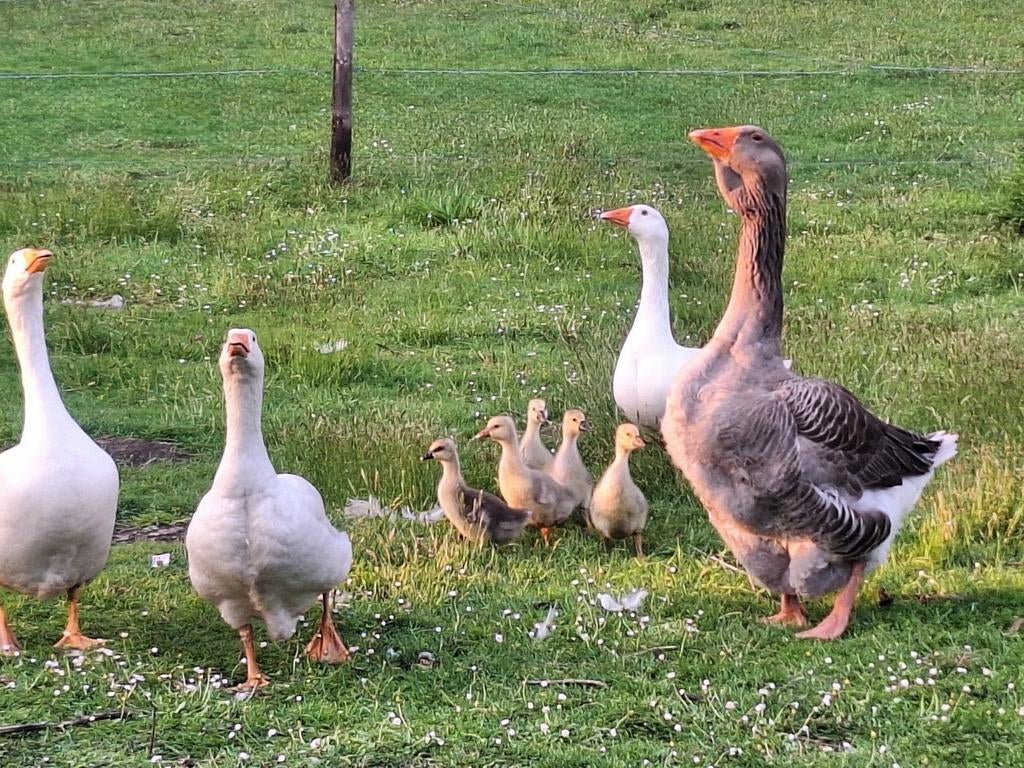 3 weken oud kuikens mix wit en Toulousa gans, Dieren en Toebehoren, Pluimvee