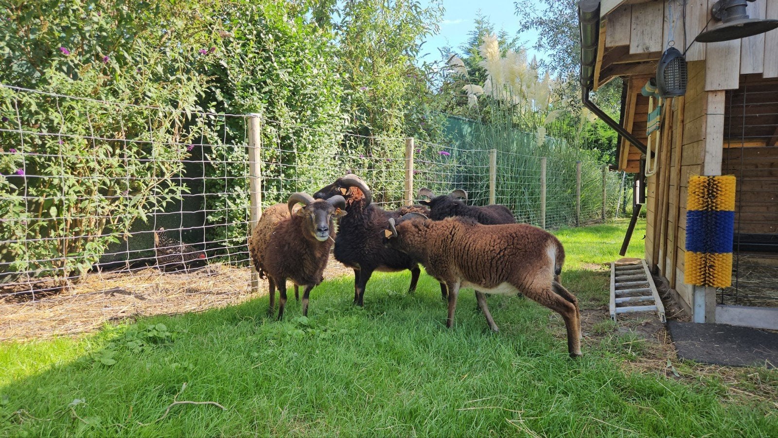 gezocht wilgentakken, Tuin en Terras, Ophalen, Overige houtsoorten, Takken