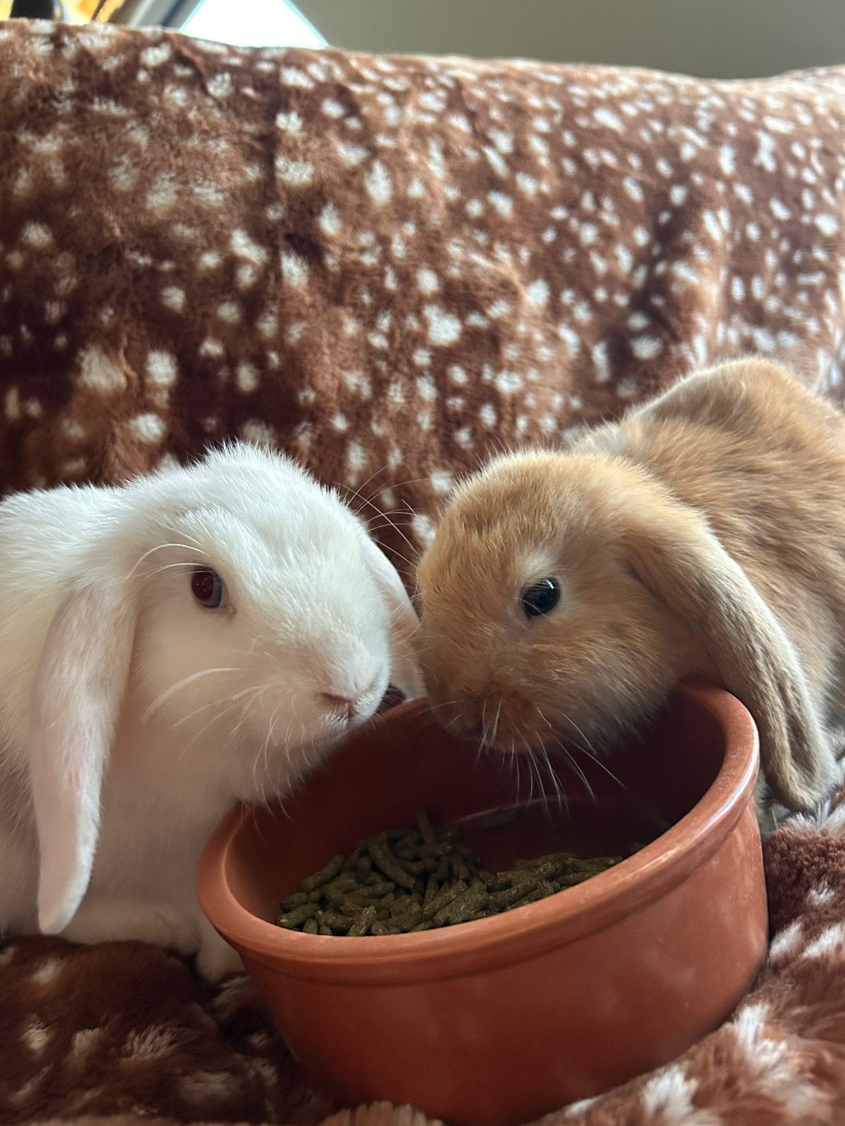 Twee voedsters op zoek naar een goude mandje, Femelle, Petit, Oreilles tombantes, 0 à 2 ans