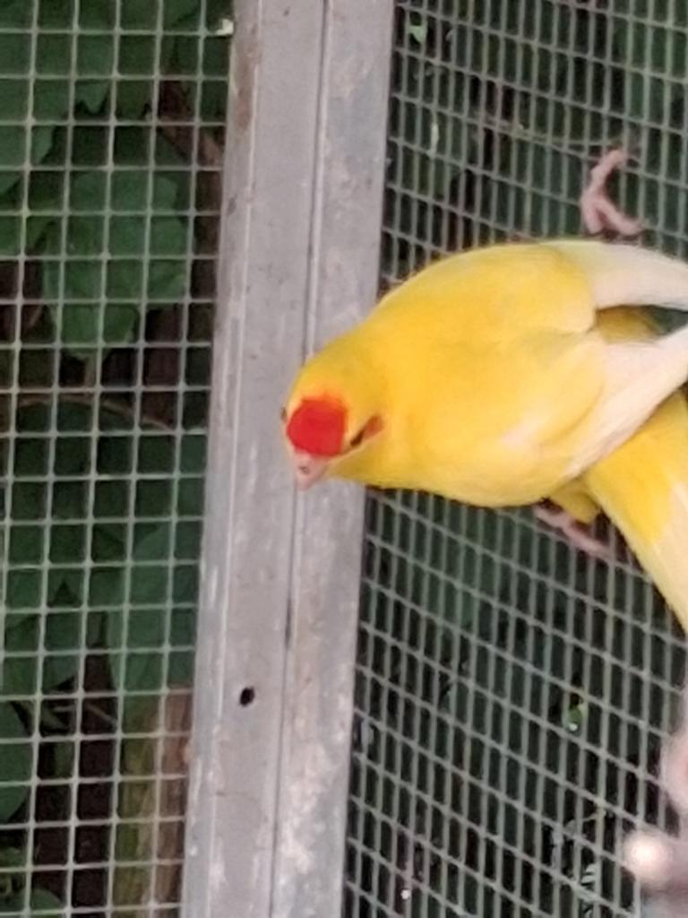 Kakariki, Dieren en Toebehoren, Geringd