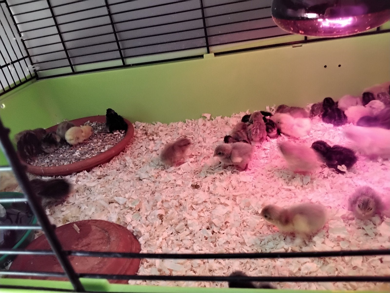 Chinese Dwergkwartels in verschillende kleuren., Dieren en Toebehoren