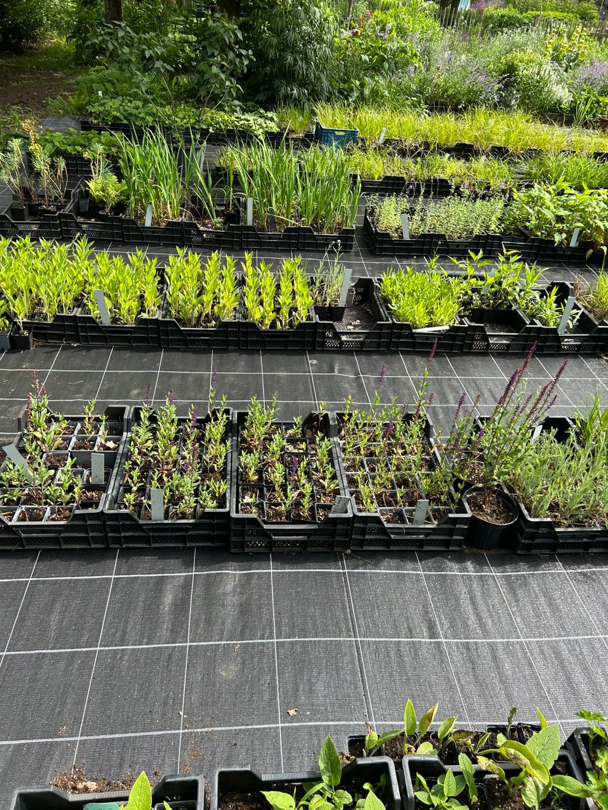 Vaste planten laatste stuks, Ophalen