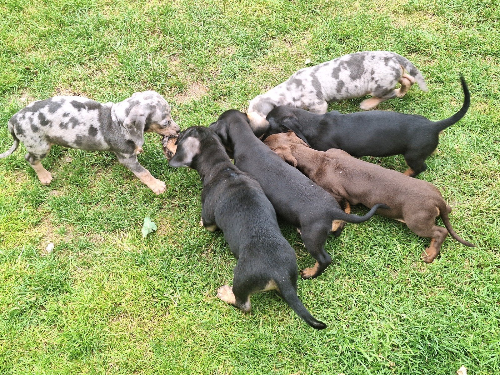 Dwergteckel puppy's, Animaux & Accessoires, Chiens | Teckels & Bassets, Poils courts, Belgique, Plusieurs, Nain