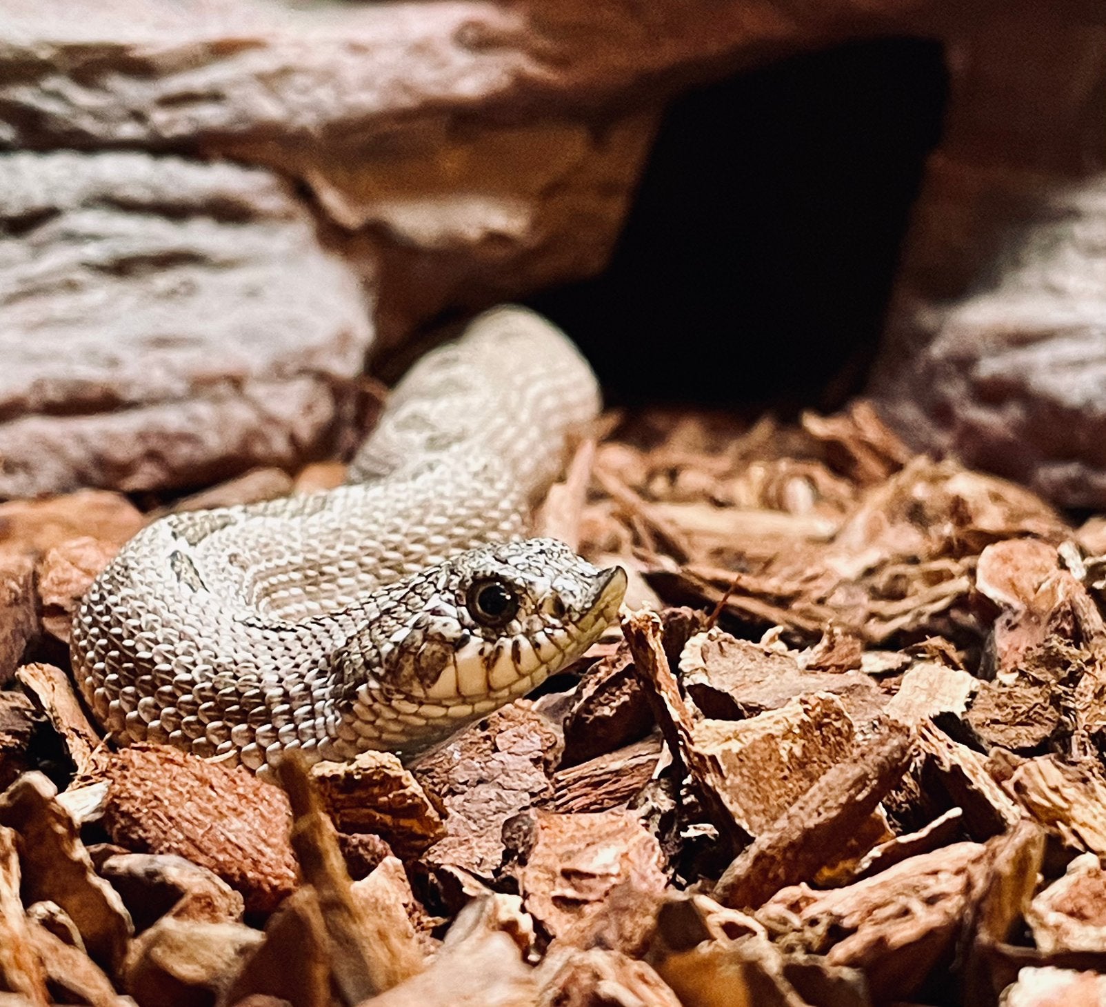 Heterodon, Dieren en Toebehoren, Reptielen en Amfibieën, Slang