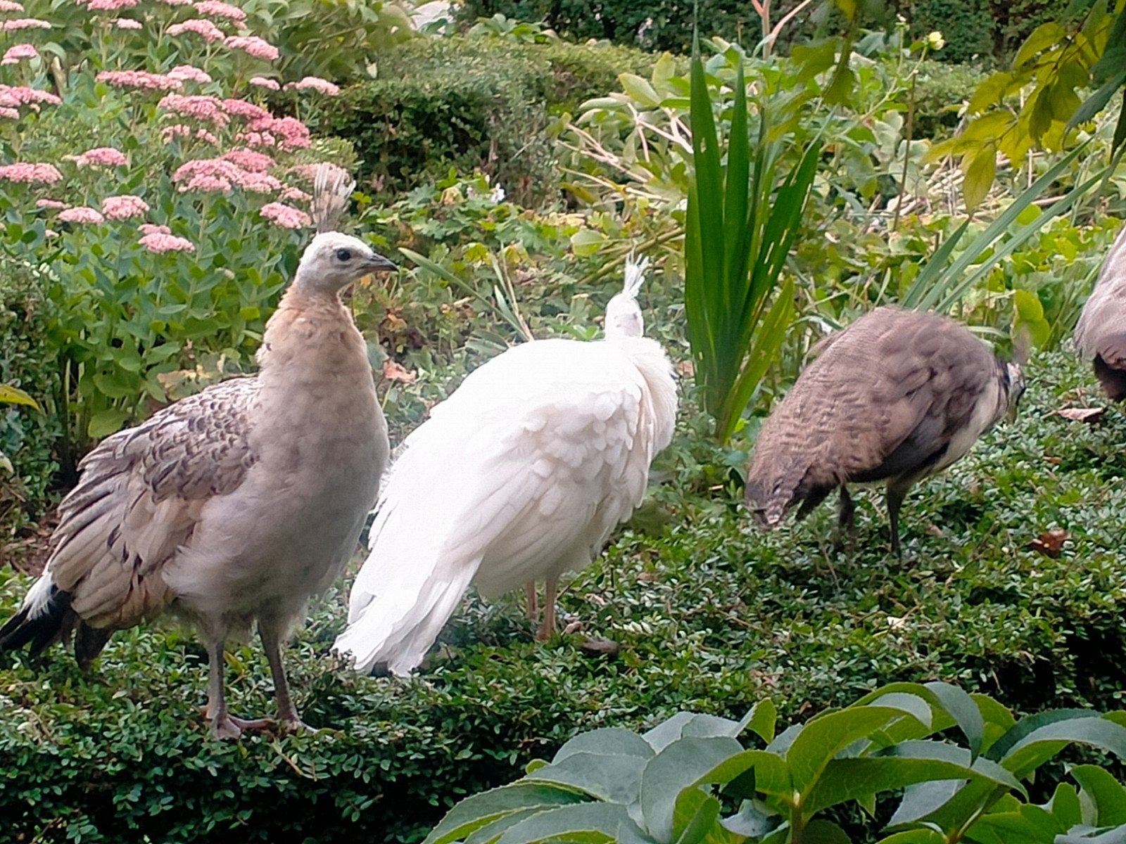 jonge pauwen te koop, geboren 16/6 /20,, Dieren en Toebehoren