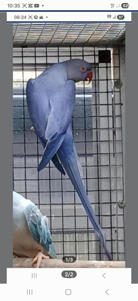 Halsbandparkiet violet opaline split bleekstaart pop 2024, Dieren en Toebehoren, Vogels | Parkieten en Papegaaien, Geringd