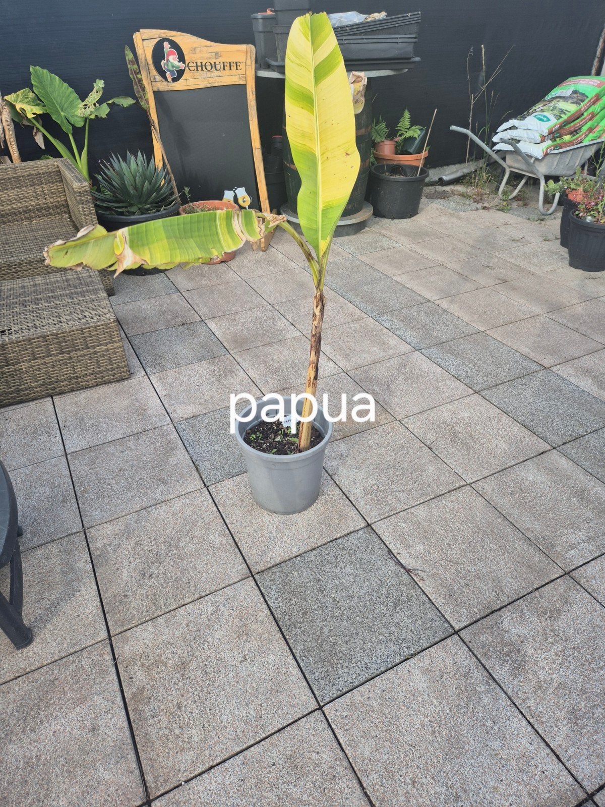 Musa papua, Jardin & Terrasse, Enlèvement