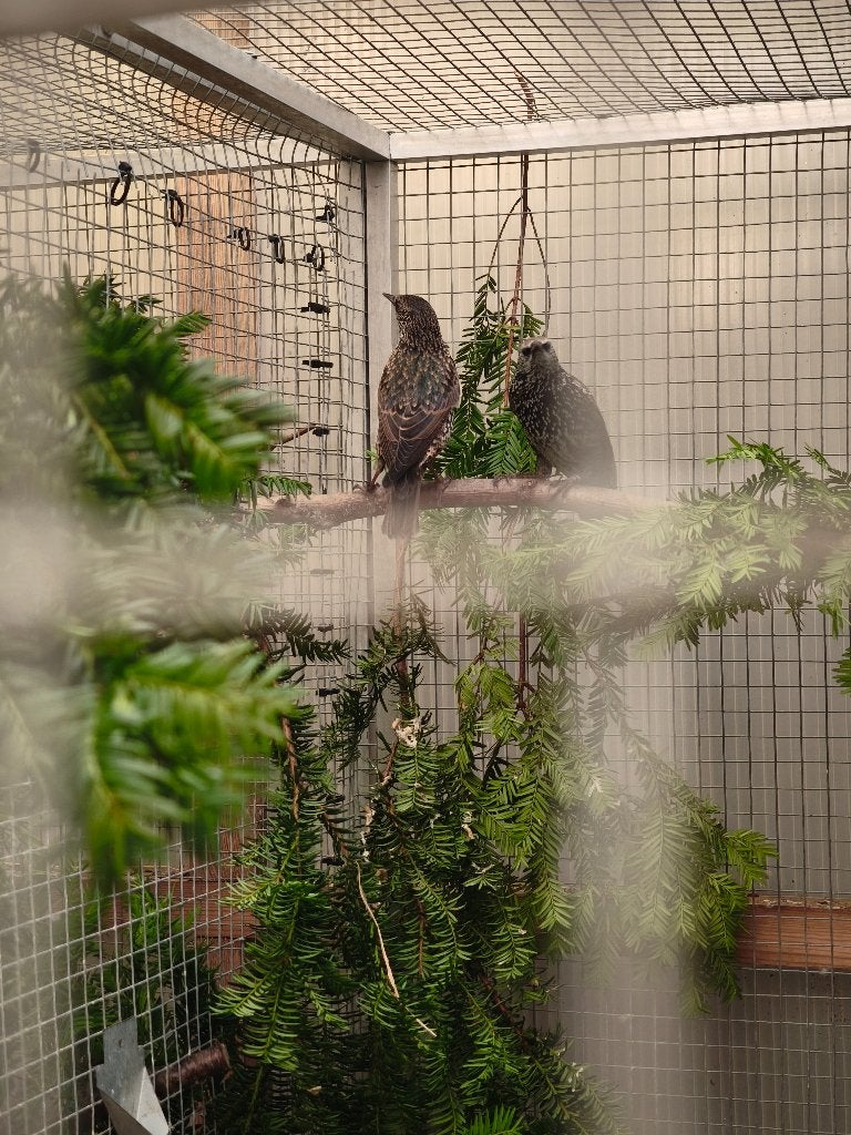 Étourneau, Dieren en Toebehoren, Meerdere dieren, Wildzangvogel, Geringd