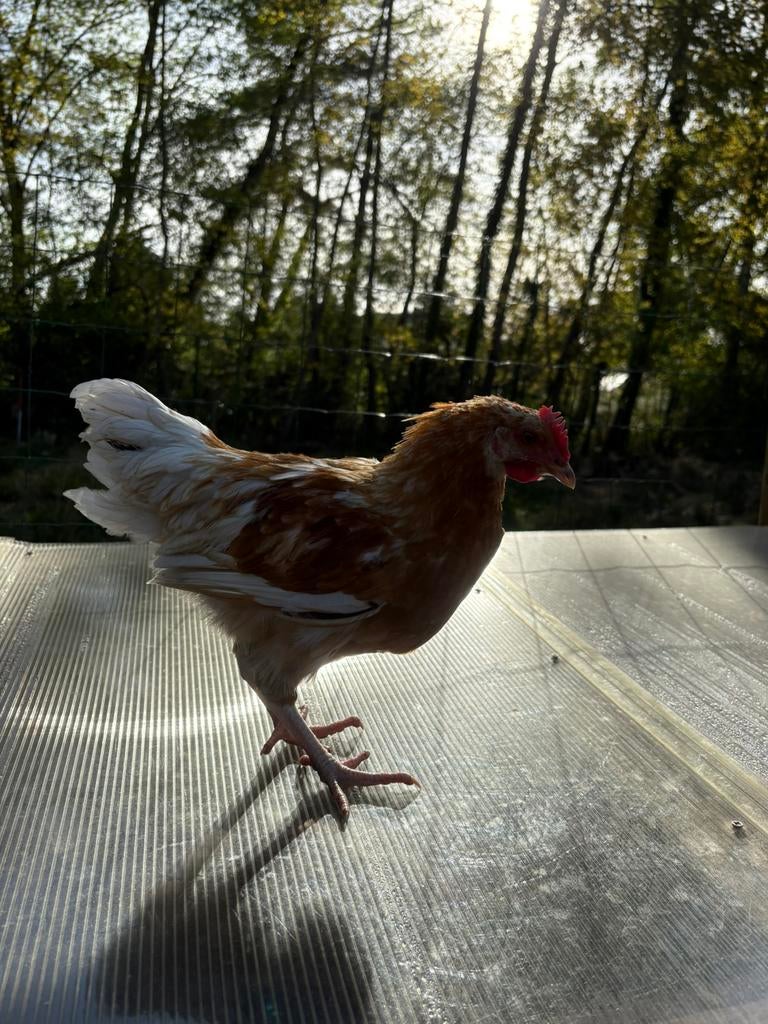Jonge hanen te koop – 13 weken oud, Dieren en Toebehoren, Pluimvee