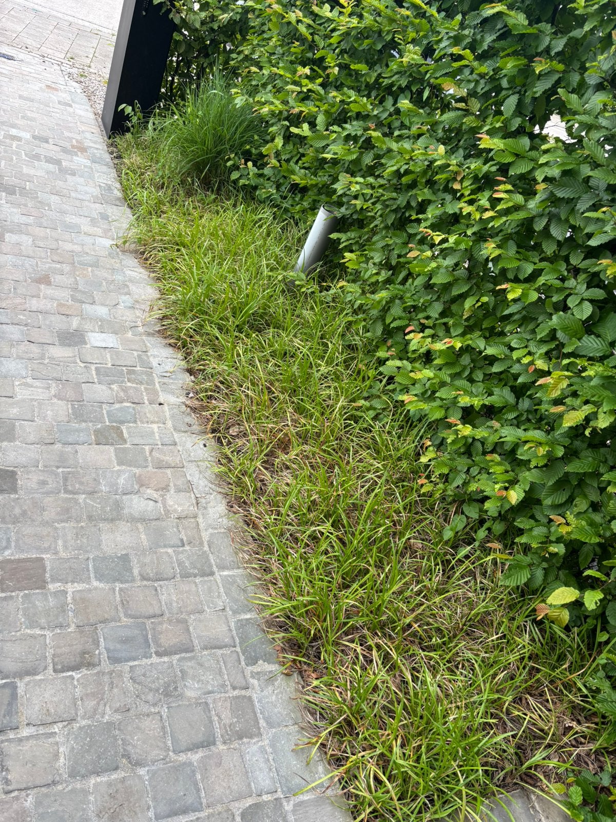 Gratis groenblijvende planten, Ophalen