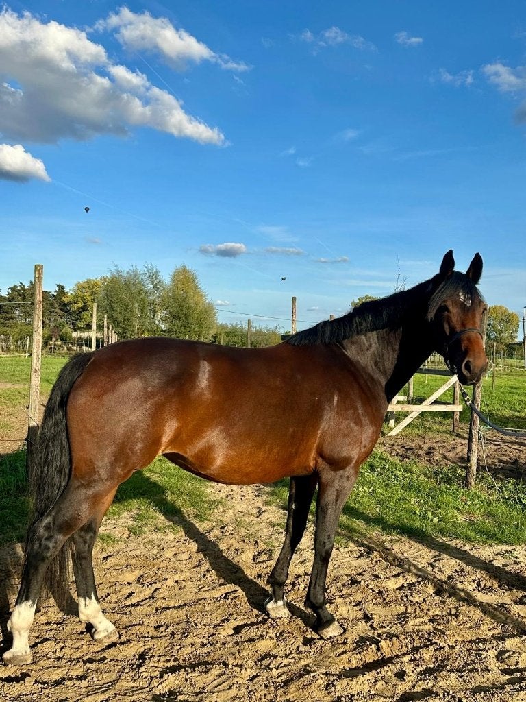 Fijne 6-jarige dressuurmerrie Henkie x Kennedy, Cheval de dressage, Avec pedigree, 165 à 170 cm, L