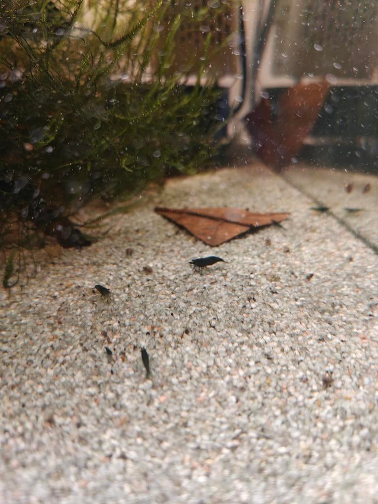 Black Sakura Neocaridina, Kreeft, Krab of Garnaal, Zoetwatervis