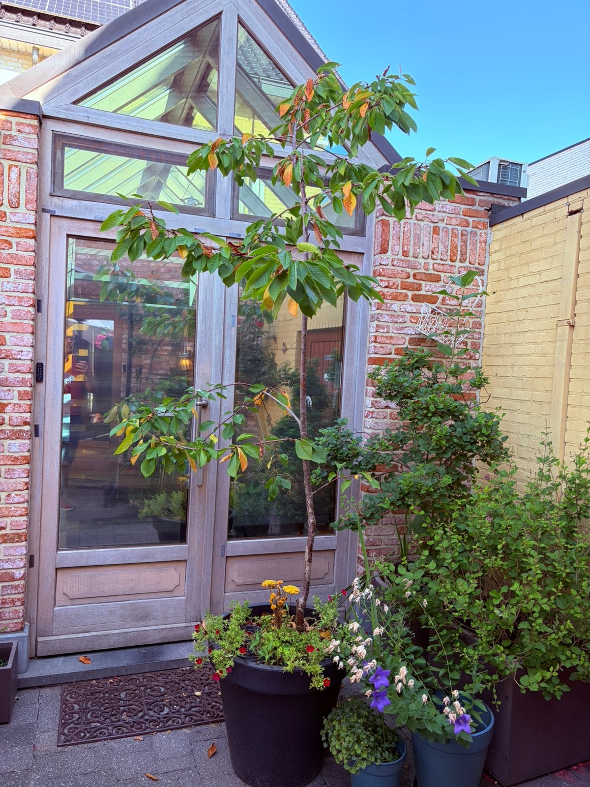 Kersenboom(pje), Enlèvement