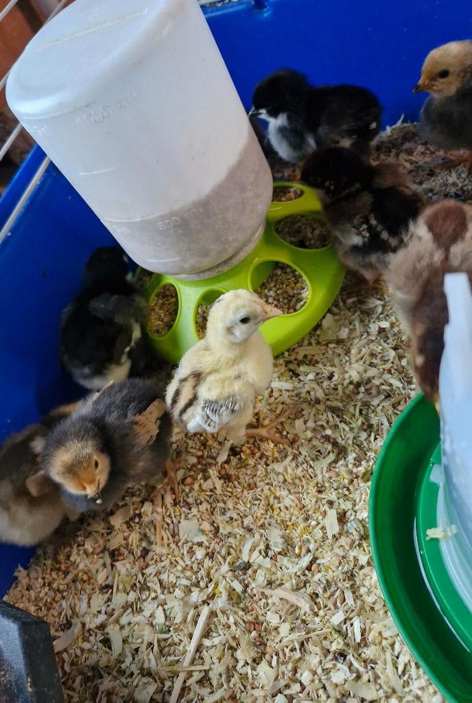 Kuikentjes, Dieren en Toebehoren, Pluimvee
