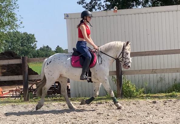 Apaoosa drachtige sprinpony, Dieren en Toebehoren, Springpony, L, 11 jaar of ouder, D pony (1.37m tot 1.48m)