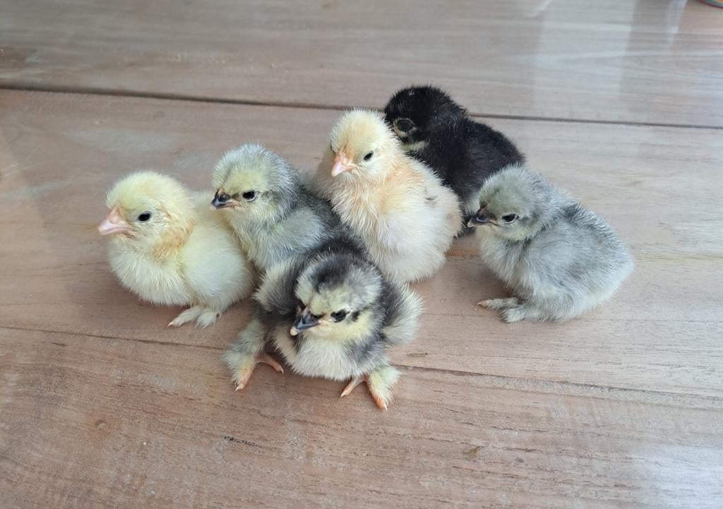 Cochin kriel kuikens, Dieren en Toebehoren, Pluimvee