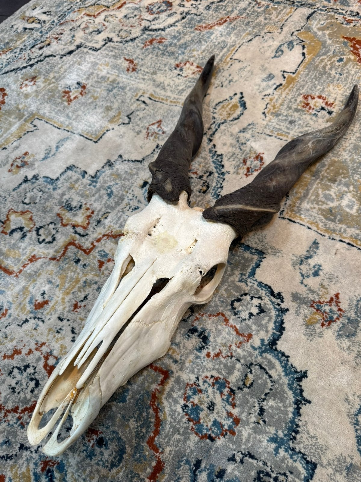 Eland antilope schedel groot, Ophalen, Zo goed als nieuw, Schedel