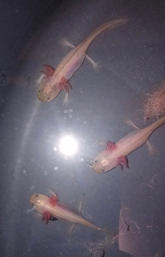 Dirty leucistic lucy axolotl, Dieren en Toebehoren, Overige typen, Zoetwatervis