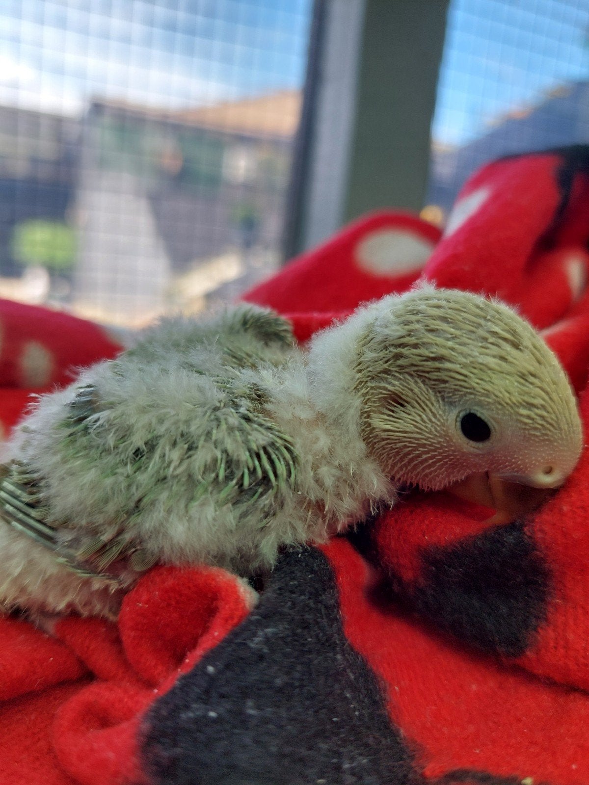 Roseicolli baby handtam, Dieren en Toebehoren, Geringd