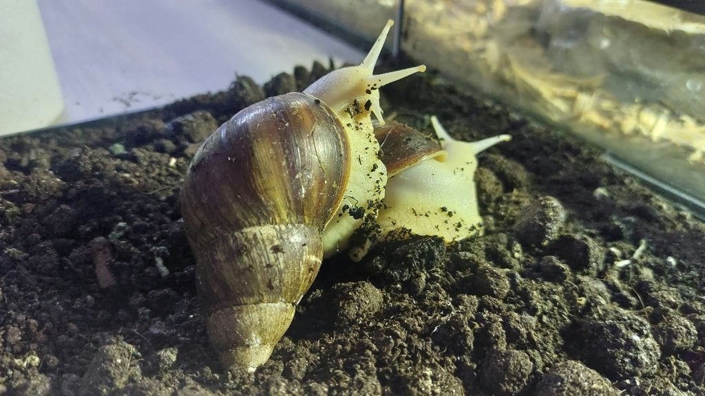 Grote reuzenslakken + terrarium, Dieren en Toebehoren, Overige soorten, Met terrarium, 0 tot 2 jaar
