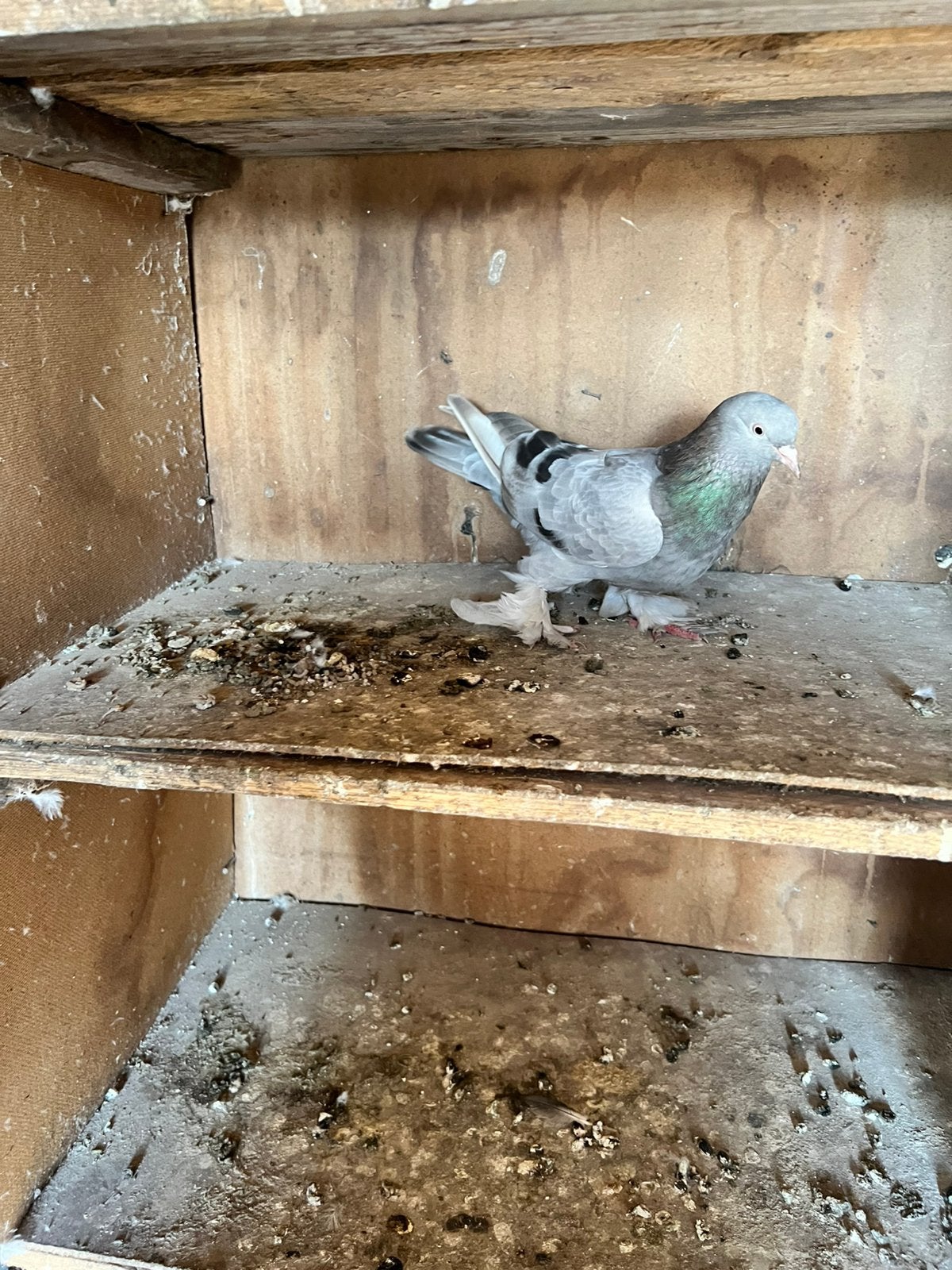Takla duiven, Dieren en Toebehoren, Vogels | Duiven