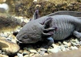 axolotl roos en zwart en roze salamanders +bak, Overige soorten, Met terrarium, 0 tot 2 jaar