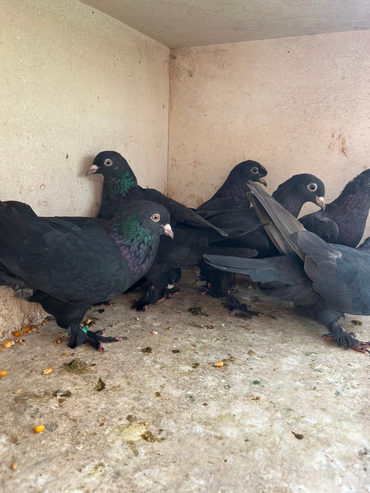 Takla arap, Dieren en Toebehoren, Meerdere dieren, Tuimelaar of Roller