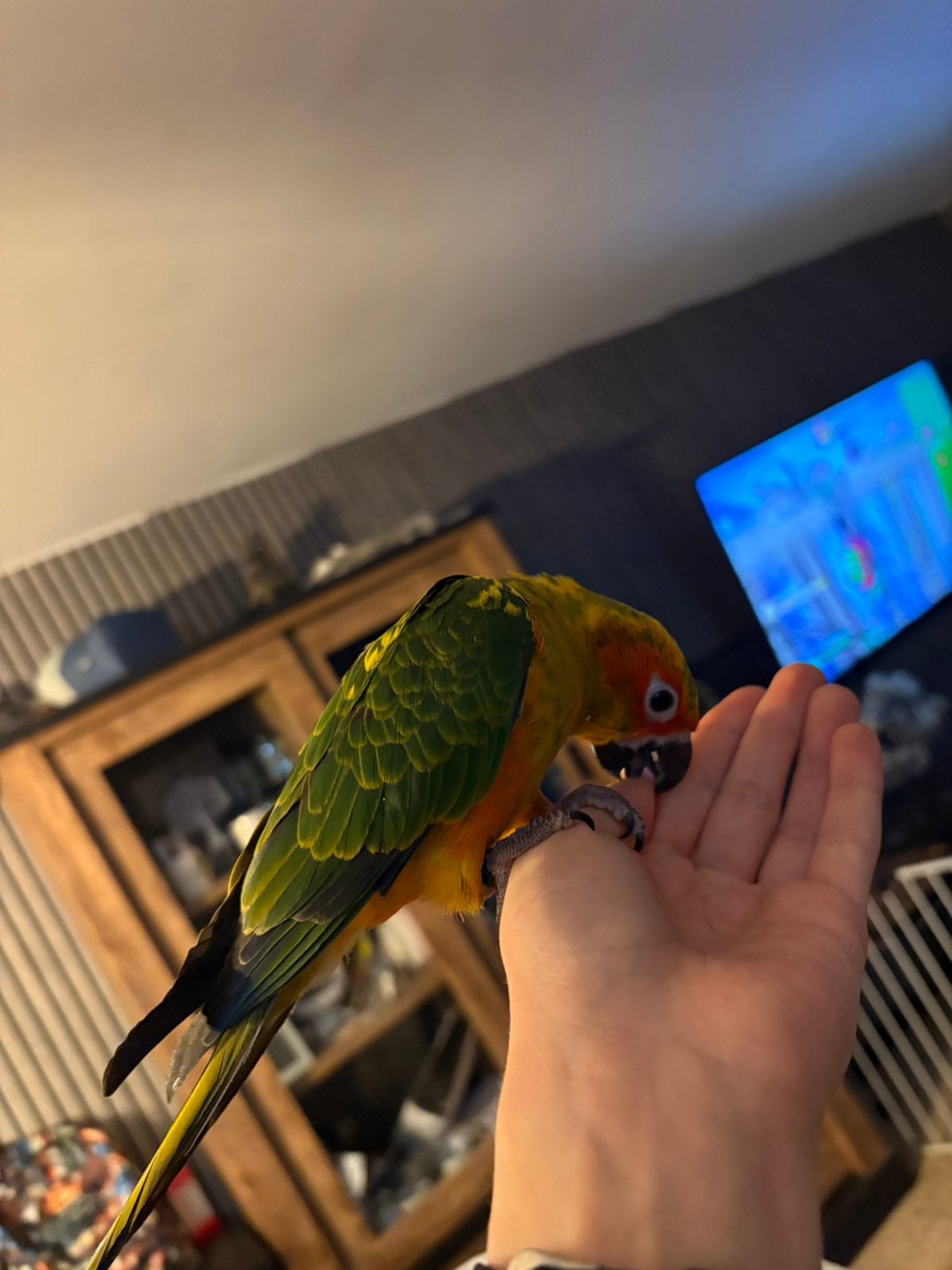 Met de hand gekweekte zonneparkiet, Meerdere dieren, Papegaai, Pratend