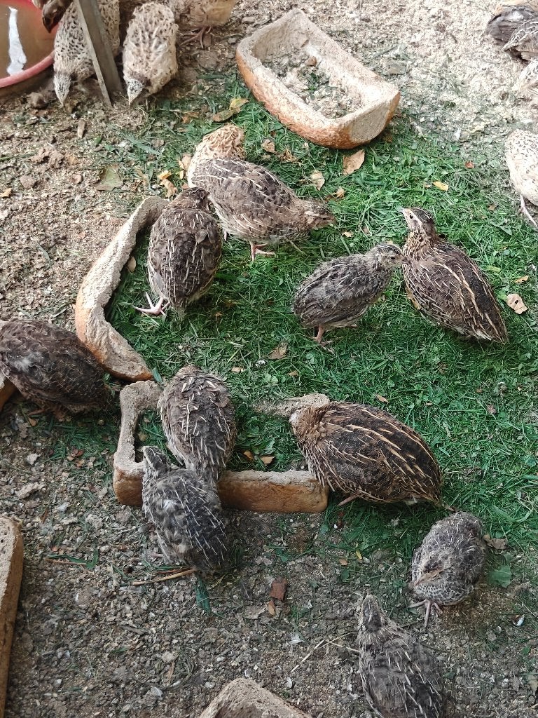 Kwartels, Dieren en Toebehoren, April, Meerdere dieren