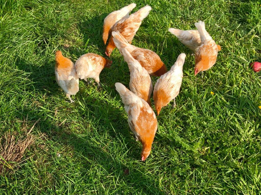 Friese hoender, goudpel - raszuiver, Meerdere dieren