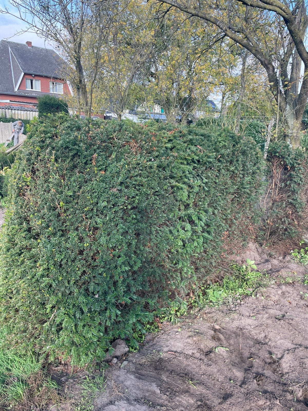 Taxus - haag 1m60 tot 1m80 hoog, Tuin en Terras, Ophalen, Taxus, Haag