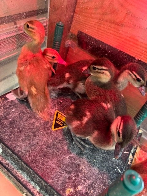 Mandarijn kuikens, Dieren en Toebehoren, Pluimvee, Meerdere dieren, Eend