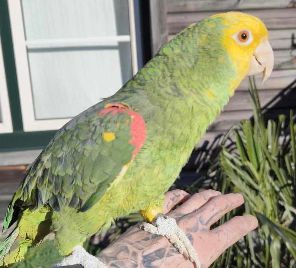 Dubbel geelkop amazone, Tam