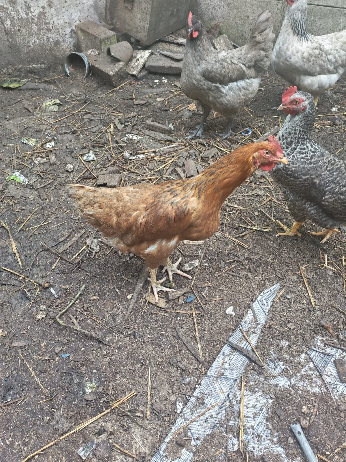 5 legkippen
