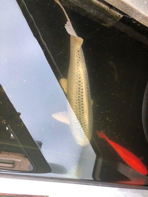 Witte koi, Karper of Koi