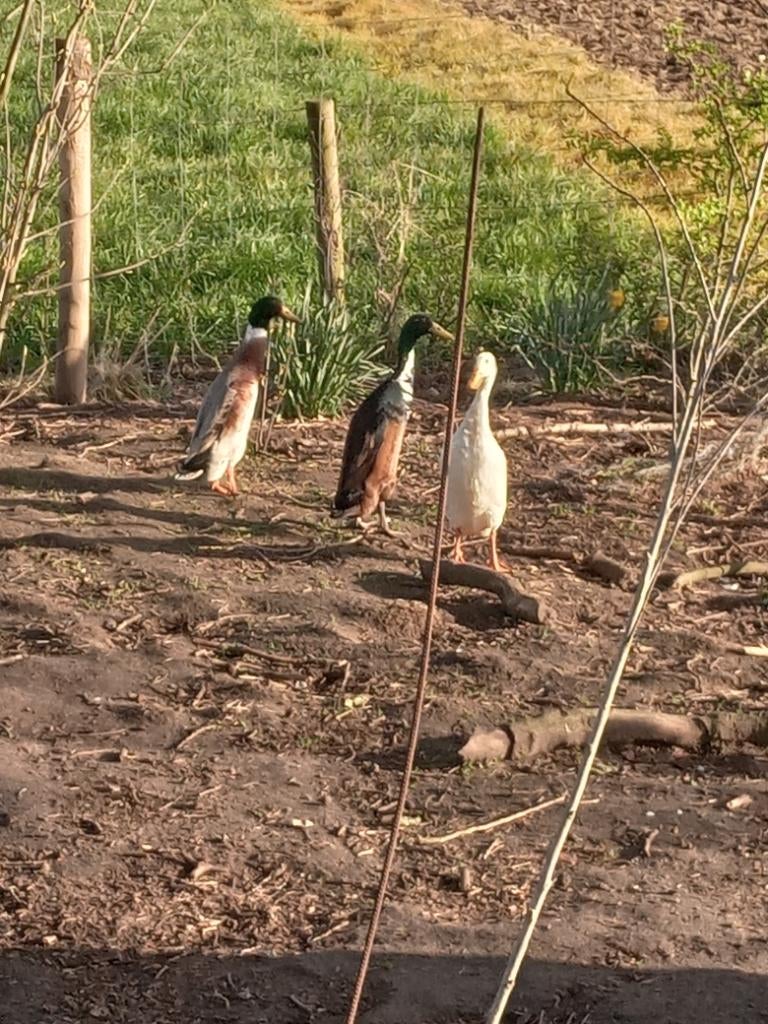 Indische loopeenden, Dieren en Toebehoren, Pluimvee, Mannelijk, Eend