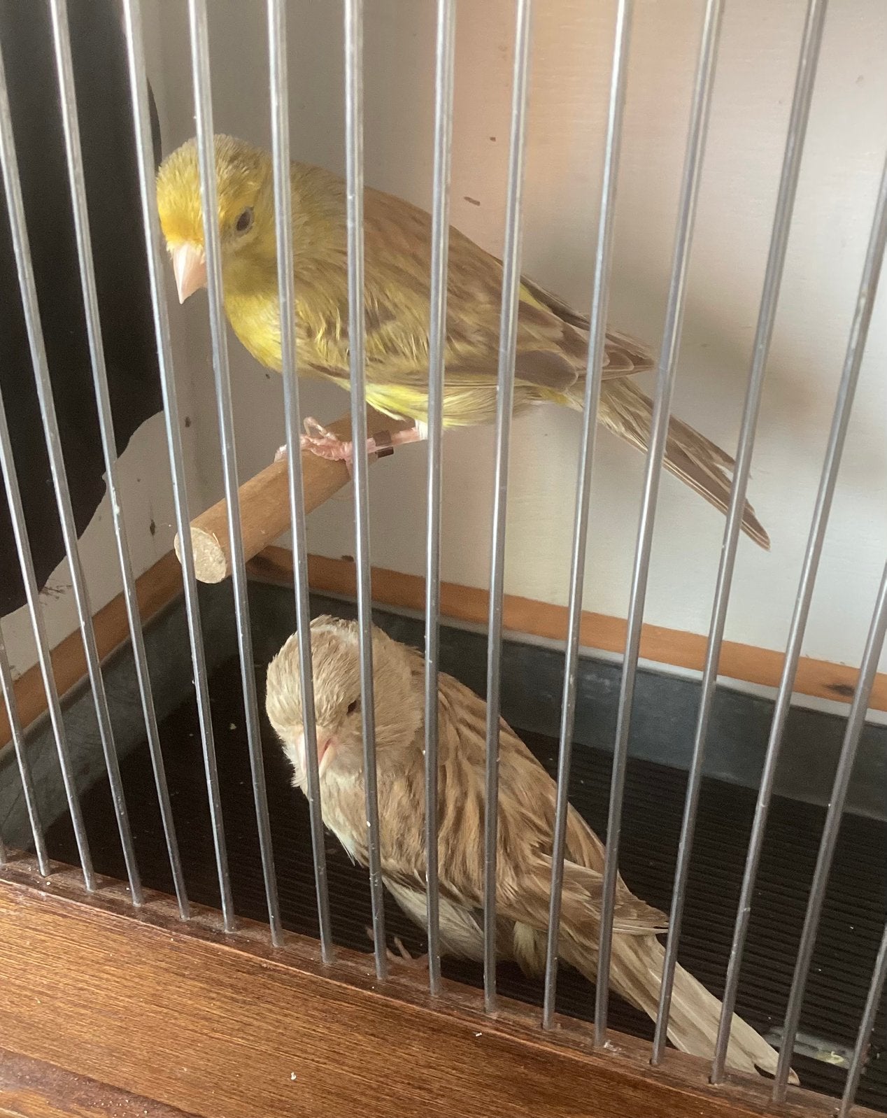 Twee kanaries 25€ samen