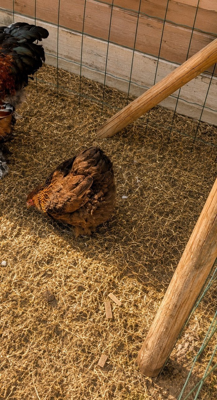 Cochin hennetje, Dieren en Toebehoren, Pluimvee