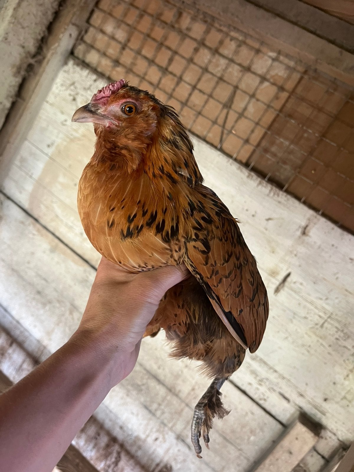 Araucana en araucana mix