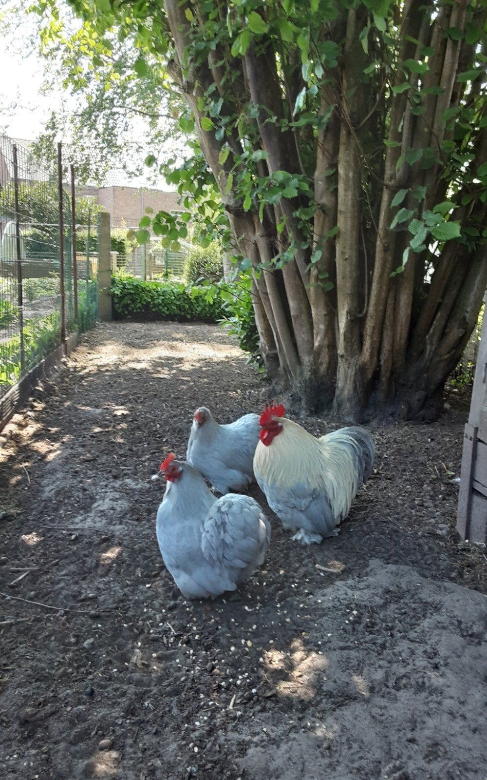 Broedeitjes v/h cochinkrieltje