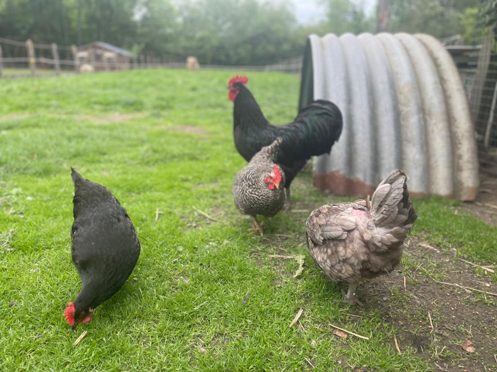 Australorp haan + 3 hennen