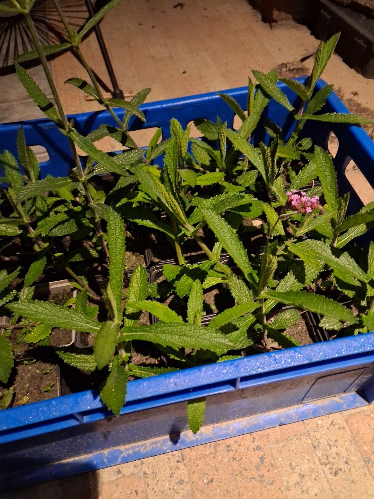 verbena bonariensis ijzerhard, Tuin en Terras, Ophalen, Zomer, Vaste plant, Volle zon