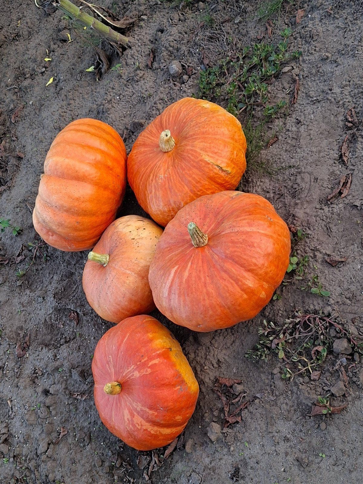 Halloween pompoenen, Ophalen of Verzenden
