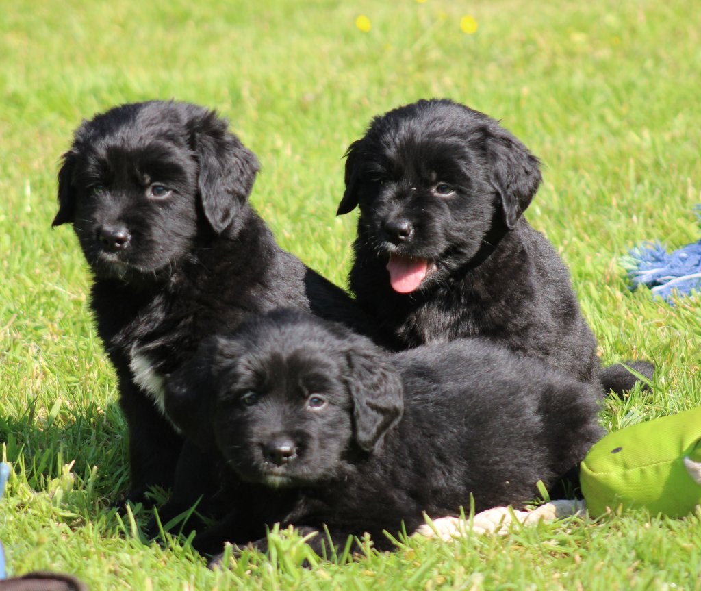 Boulab pups ( Labrador x Berner Sennen ), Dieren en Toebehoren, België, CDV (hondenziekte), 8 tot 15 weken, Labrador retriever