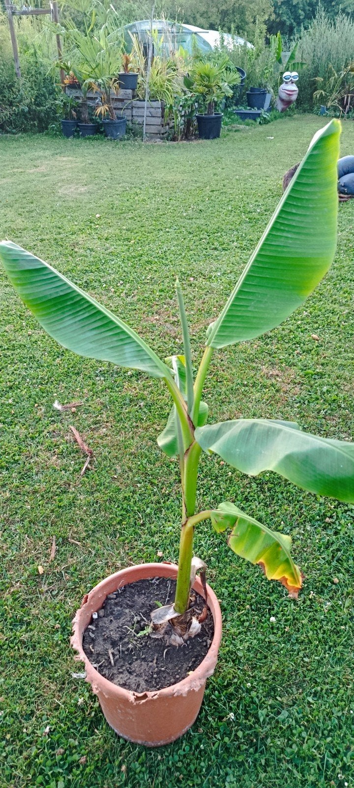 Banane Musa Tibet, Enlèvement