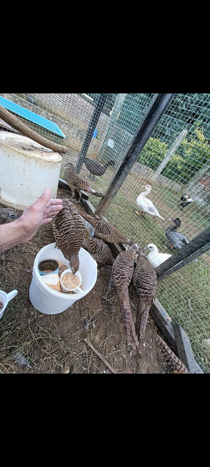 Lady amherst fazant hen, Dieren en Toebehoren, Pluimvee