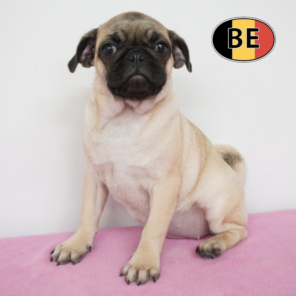 Mopshond pups te koop – Mooie kleine dametjes, België, 15 weken tot 1 jaar, CDV (hondenziekte), Teef