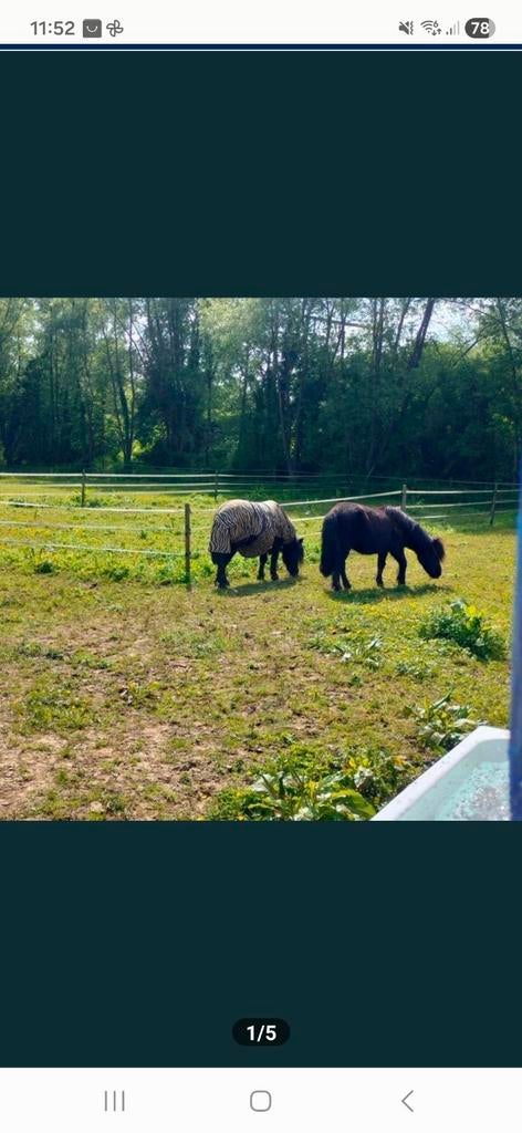 Deux juments sont mère et fille, Animaux & Accessoires, Chevaux & Poneys | Étalons & Juments poulinières, Jument