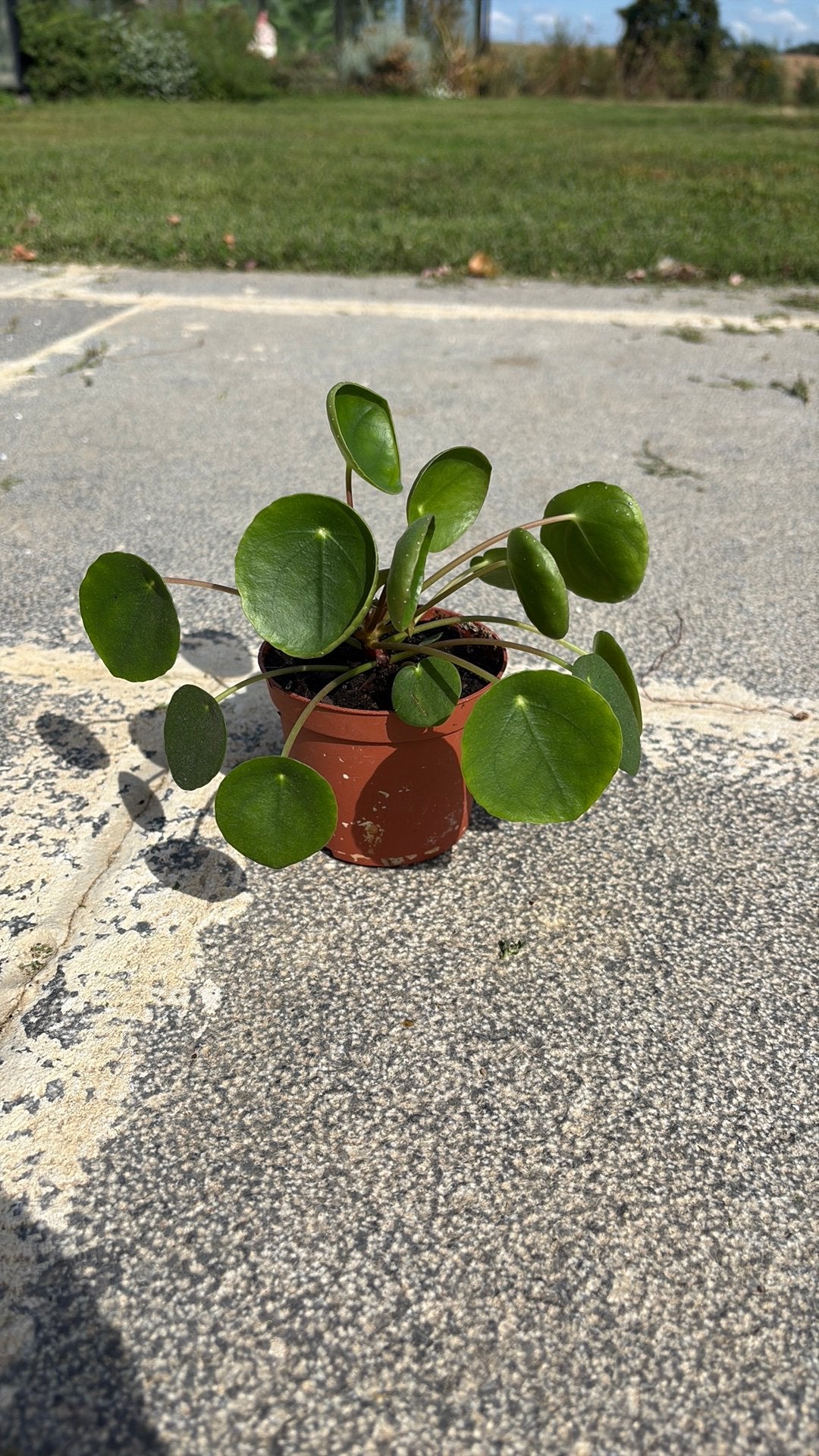 Plantes d'intérieur, Enlèvement