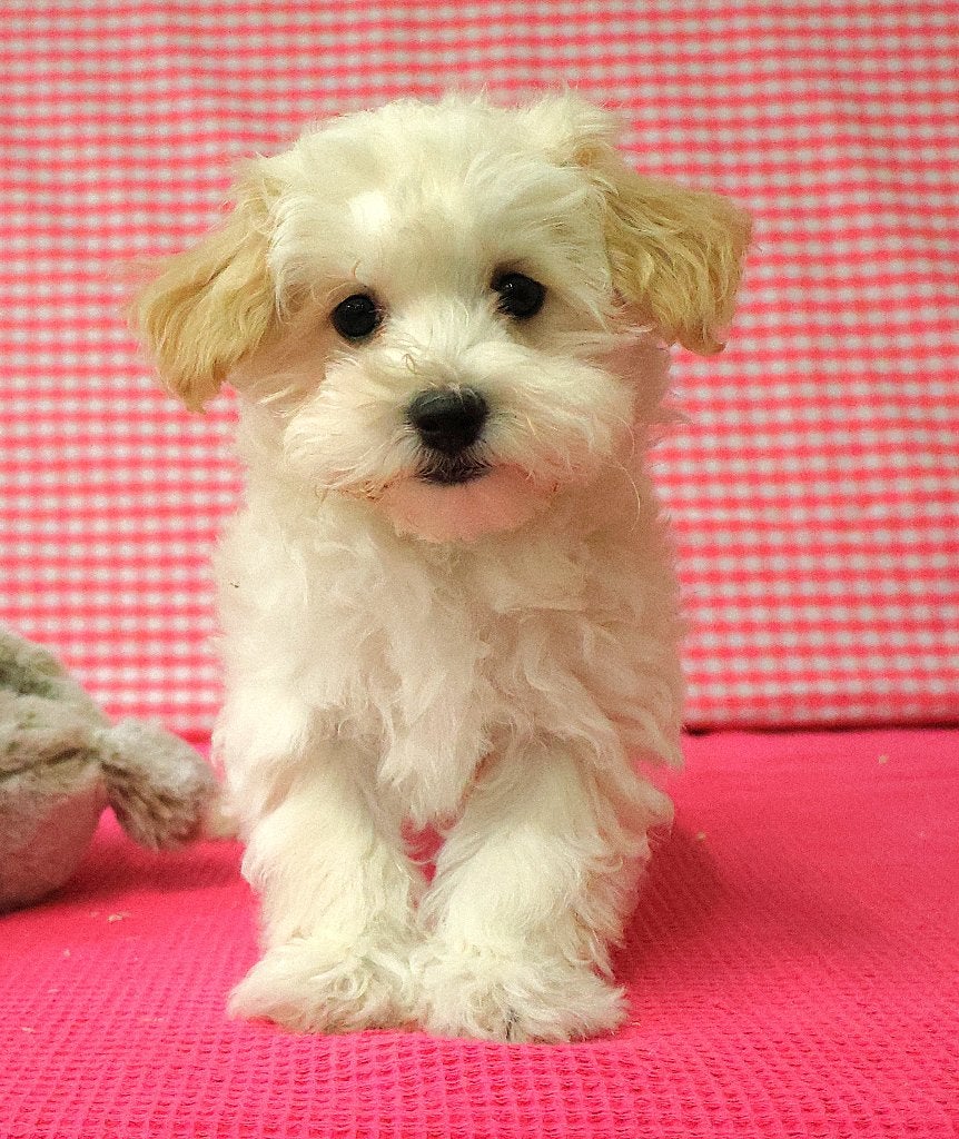 Chiot Maltipoo super mignon !, Animaux & Accessoires, 15 semaines à 1 an, Petit, Chienne, Éleveur | Professionnel